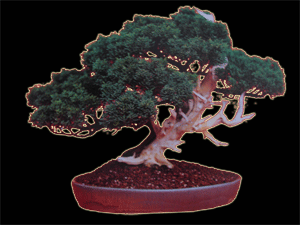 Juniperus chinensis