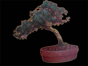 Juniperus rigida ou genevier rigide