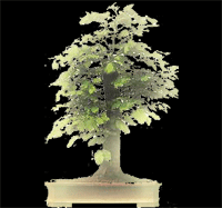 fagus sylvatica le hêtre en bonsai