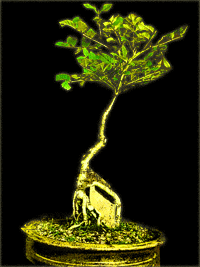 fraxinus excelsior le frêne en bonsai