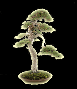 Pinus sylvestris